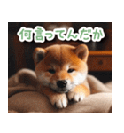 毎日使えるかわいい柴犬【連絡・家族】（個別スタンプ：5）