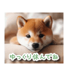 毎日使えるかわいい柴犬【連絡・家族】（個別スタンプ：7）