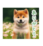 毎日使えるかわいい柴犬【連絡・家族】（個別スタンプ：13）