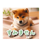 毎日使えるかわいい柴犬【連絡・家族】（個別スタンプ：14）