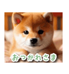 毎日使えるかわいい柴犬【連絡・家族】（個別スタンプ：23）