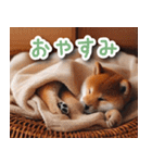 毎日使えるかわいい柴犬【連絡・家族】（個別スタンプ：25）