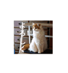 きぬ #6（個別スタンプ：1）