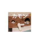 きぬ #6（個別スタンプ：2）