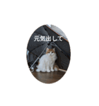 きぬ #6（個別スタンプ：3）