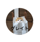 きぬ #6（個別スタンプ：5）