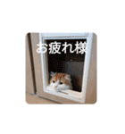 きぬ #6（個別スタンプ：7）