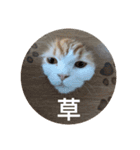 きぬ #6（個別スタンプ：8）