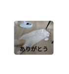 きぬ #6（個別スタンプ：9）