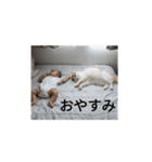 きぬ #6（個別スタンプ：11）