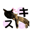 お酒とネコ好きな日常会話17（個別スタンプ：12）