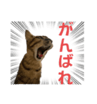 お酒とネコ好きな日常会話17（個別スタンプ：23）