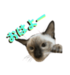 お酒とネコ好きな日常会話17（個別スタンプ：25）