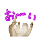 お酒とネコ好きな日常会話17（個別スタンプ：36）