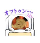 一年中使える！ジリスタンプ（個別スタンプ：31）