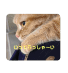 teamとりのすあたま（個別スタンプ：3）