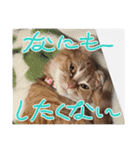 teamとりのすあたま（個別スタンプ：7）