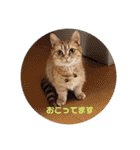 teamとりのすあたま（個別スタンプ：8）