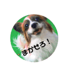 teamとりのすあたま（個別スタンプ：16）