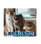 teamとりのすあたま（個別スタンプ：17）