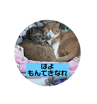 teamとりのすあたま（個別スタンプ：21）