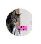 teamとりのすあたま（個別スタンプ：22）