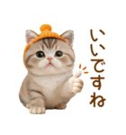 みかんニット帽 スコティッシュ猫たち 敬語（個別スタンプ：5）