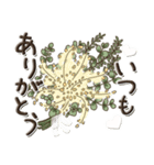 文字と草花『よく使う言葉』（個別スタンプ：13）