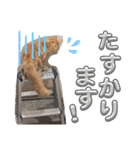 敬語むぎ様stamp（個別スタンプ：23）