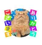 ねこまーち クリスタルプリンス（個別スタンプ：1）