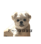 優雅なわんこむぎ（個別スタンプ：7）