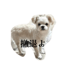 優雅なわんこむぎ（個別スタンプ：15）