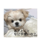 優雅なわんこむぎ（個別スタンプ：18）