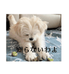 優雅なわんこむぎ（個別スタンプ：20）