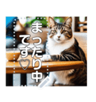 【毎日使える】まったり猫カフェ（個別スタンプ：5）