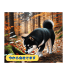 柴犬の冒険旅行日記（個別スタンプ：9）