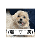 犬と顔文字の日常スタンプ（個別スタンプ：1）