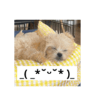 犬と顔文字の日常スタンプ（個別スタンプ：11）