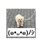 犬と顔文字の日常スタンプ（個別スタンプ：15）