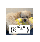 犬と顔文字の日常スタンプ（個別スタンプ：22）