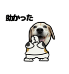 ビーグル犬ポップアップ11月(犬の日)（個別スタンプ：22）