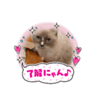 ラグドール モナちゃん（個別スタンプ：5）