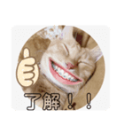 ちゃーくん日常使い13（個別スタンプ：8）
