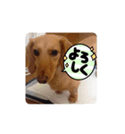 コロちゃん～日常編～（個別スタンプ：3）
