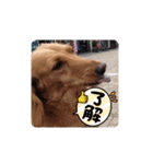 コロちゃん～日常編～（個別スタンプ：5）