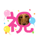コロちゃん～日常編～（個別スタンプ：11）