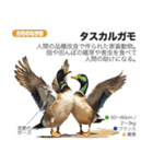 架空動物図鑑 vol.1（個別スタンプ：19）