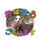 MOMOちゃん日常会話1（個別スタンプ：1）