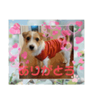 MOMOちゃん日常会話1（個別スタンプ：5）