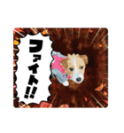 MOMOちゃん日常会話1（個別スタンプ：11）